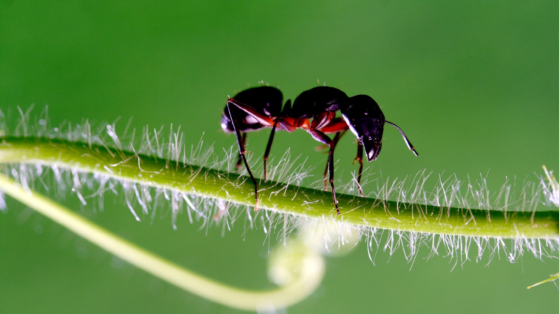 Detail Images Ants Nomer 29