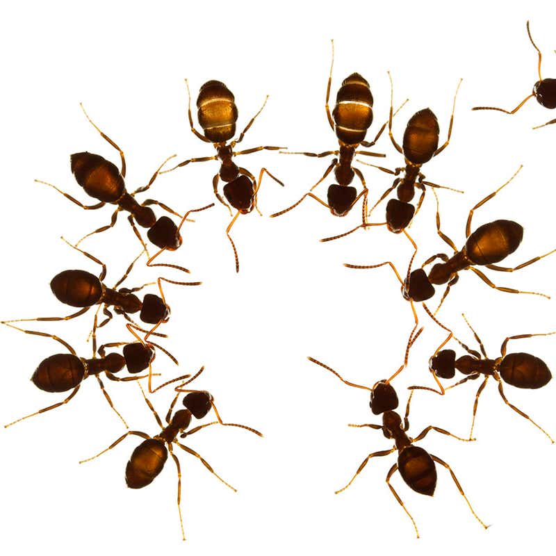 Detail Images Ants Nomer 4