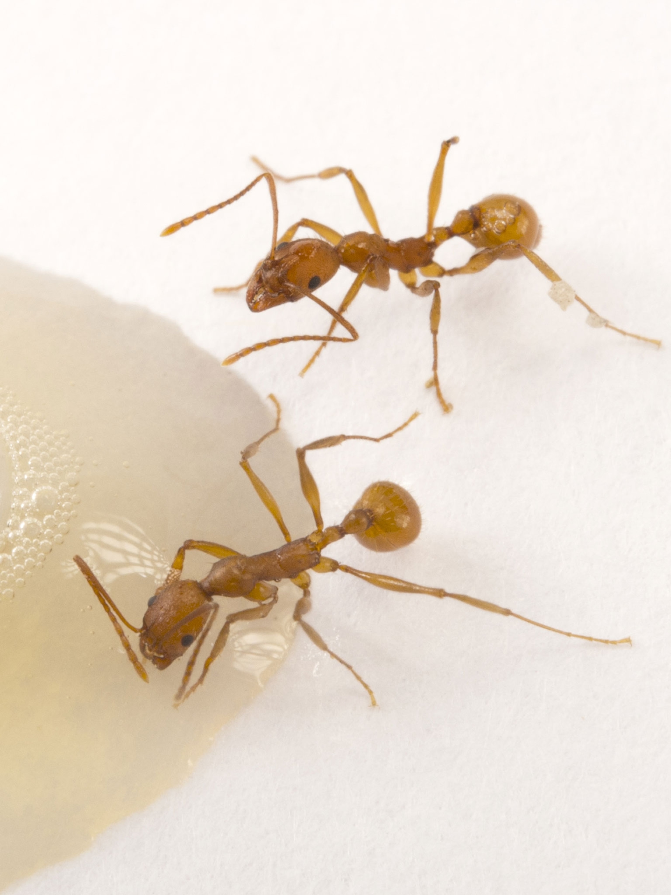 Detail Images Ants Nomer 30