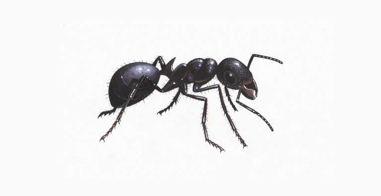 Detail Images Ants Nomer 31