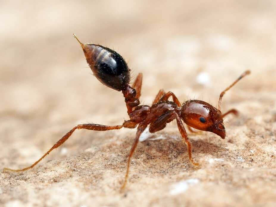 Detail Images Ants Nomer 32