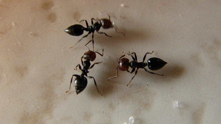 Detail Images Ants Nomer 33