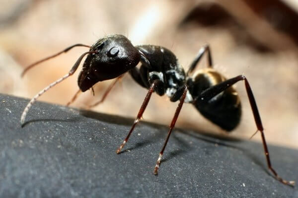 Detail Images Ants Nomer 34
