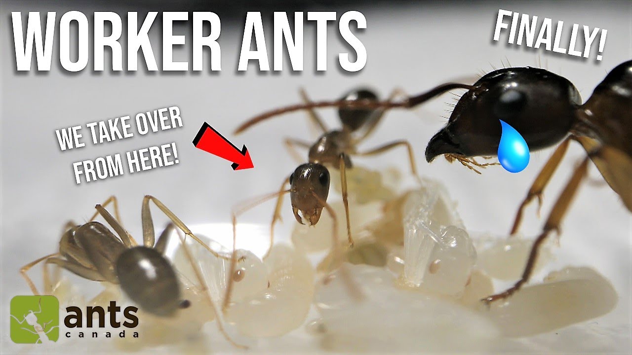 Detail Images Ants Nomer 35