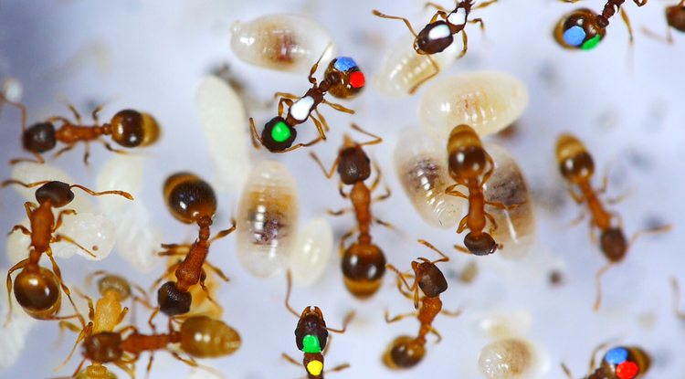 Detail Images Ants Nomer 36