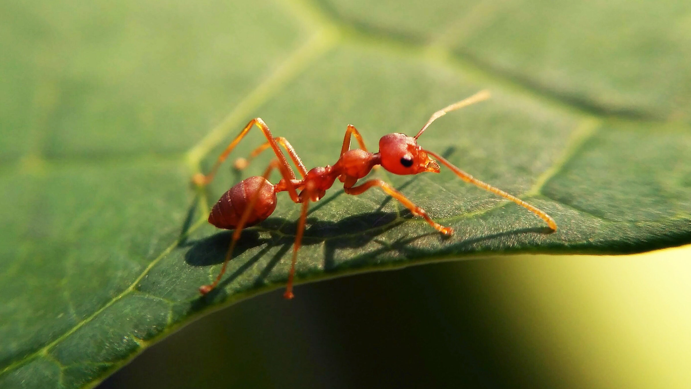 Detail Images Ants Nomer 37