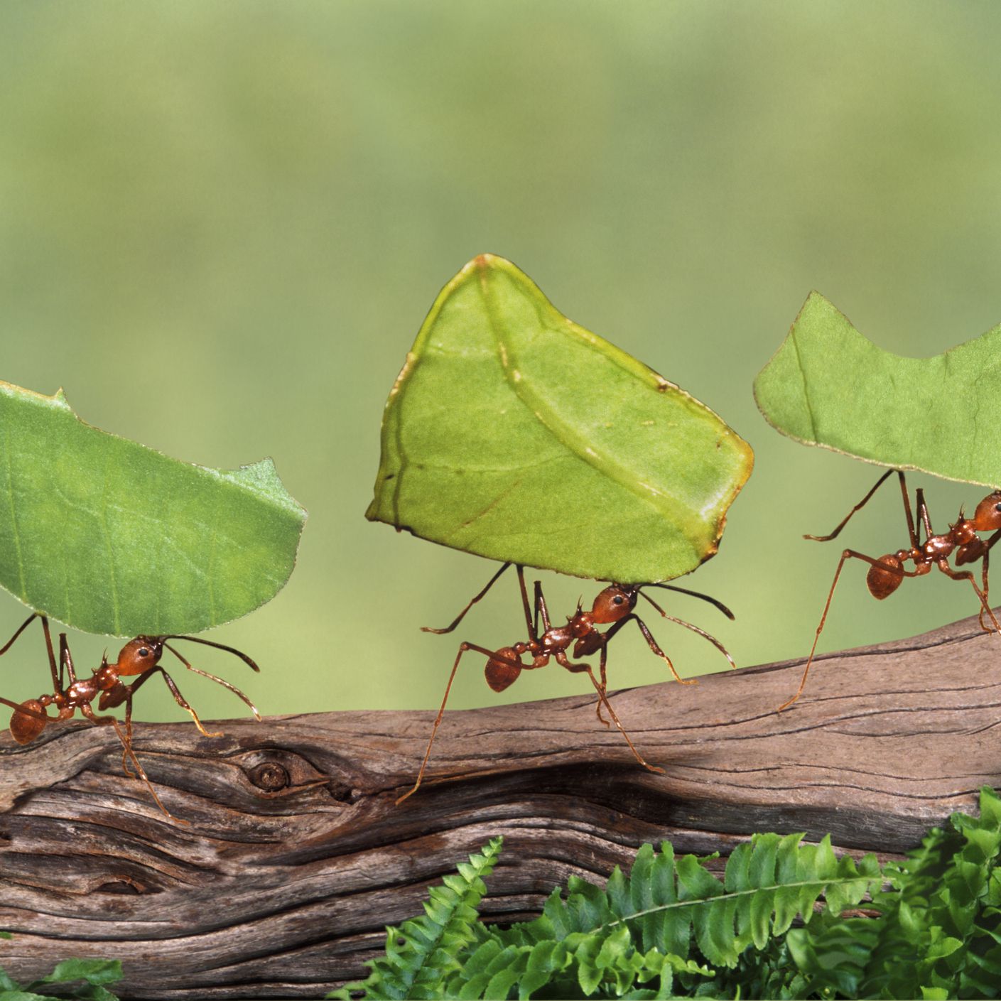 Detail Images Ants Nomer 38