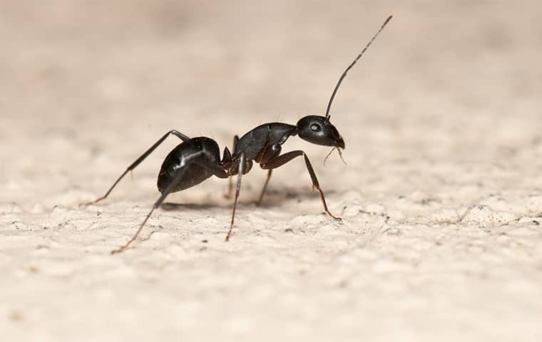 Detail Images Ants Nomer 39