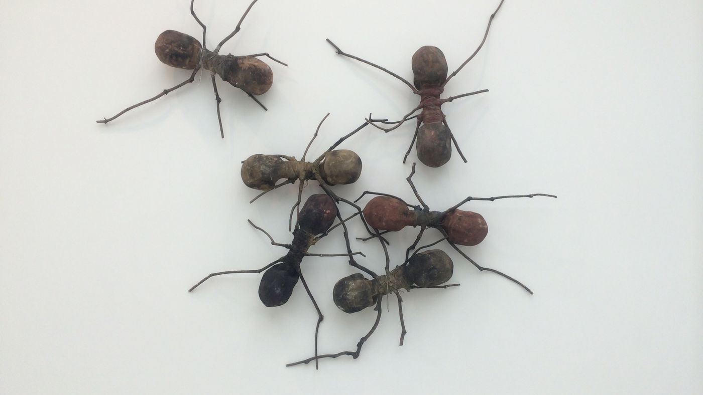 Detail Images Ants Nomer 40