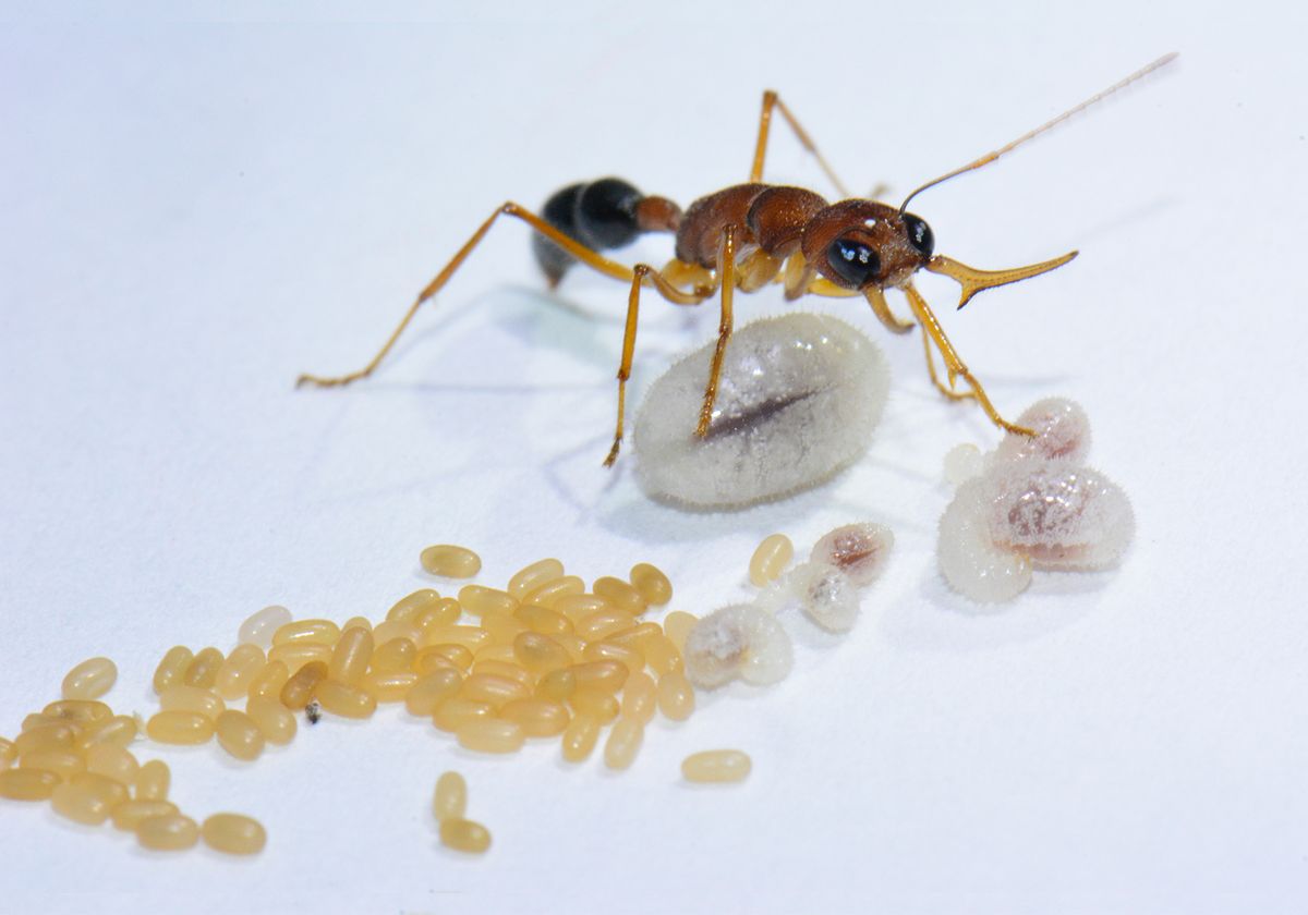 Detail Images Ants Nomer 41
