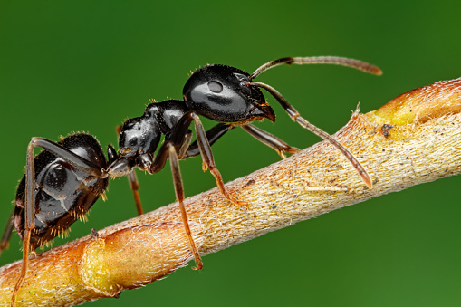 Detail Images Ants Nomer 43