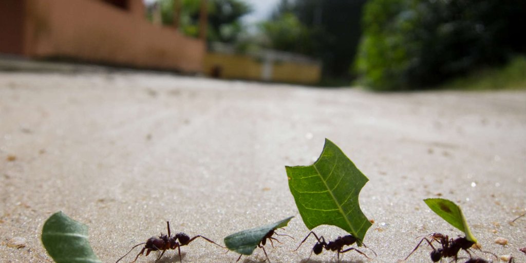 Detail Images Ants Nomer 44