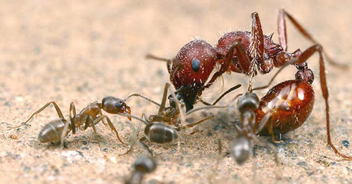 Detail Images Ants Nomer 46