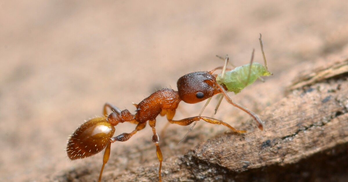 Detail Images Ants Nomer 47