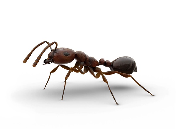Detail Images Ants Nomer 48