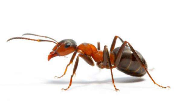 Detail Images Ants Nomer 6