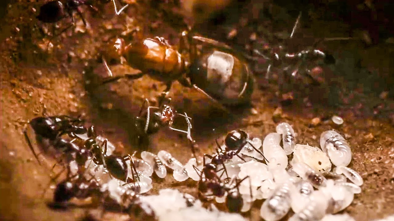 Detail Images Ants Nomer 49