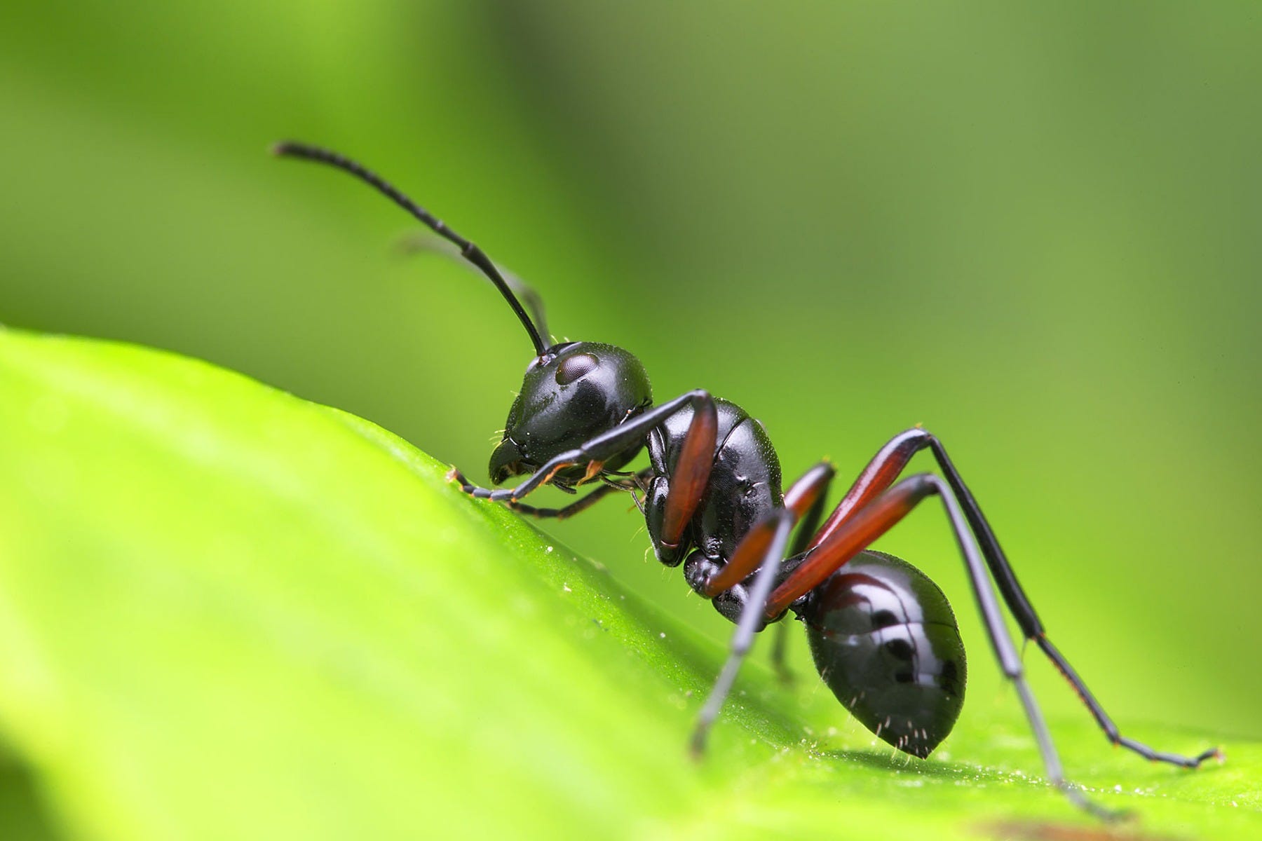Detail Images Ants Nomer 50