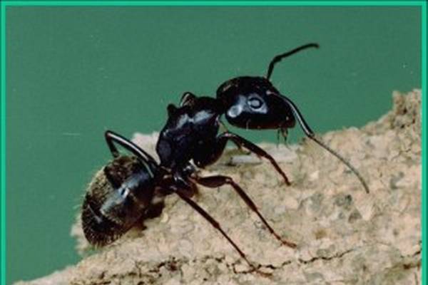 Detail Images Ants Nomer 51