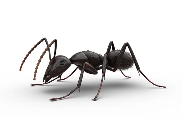 Detail Images Ants Nomer 52