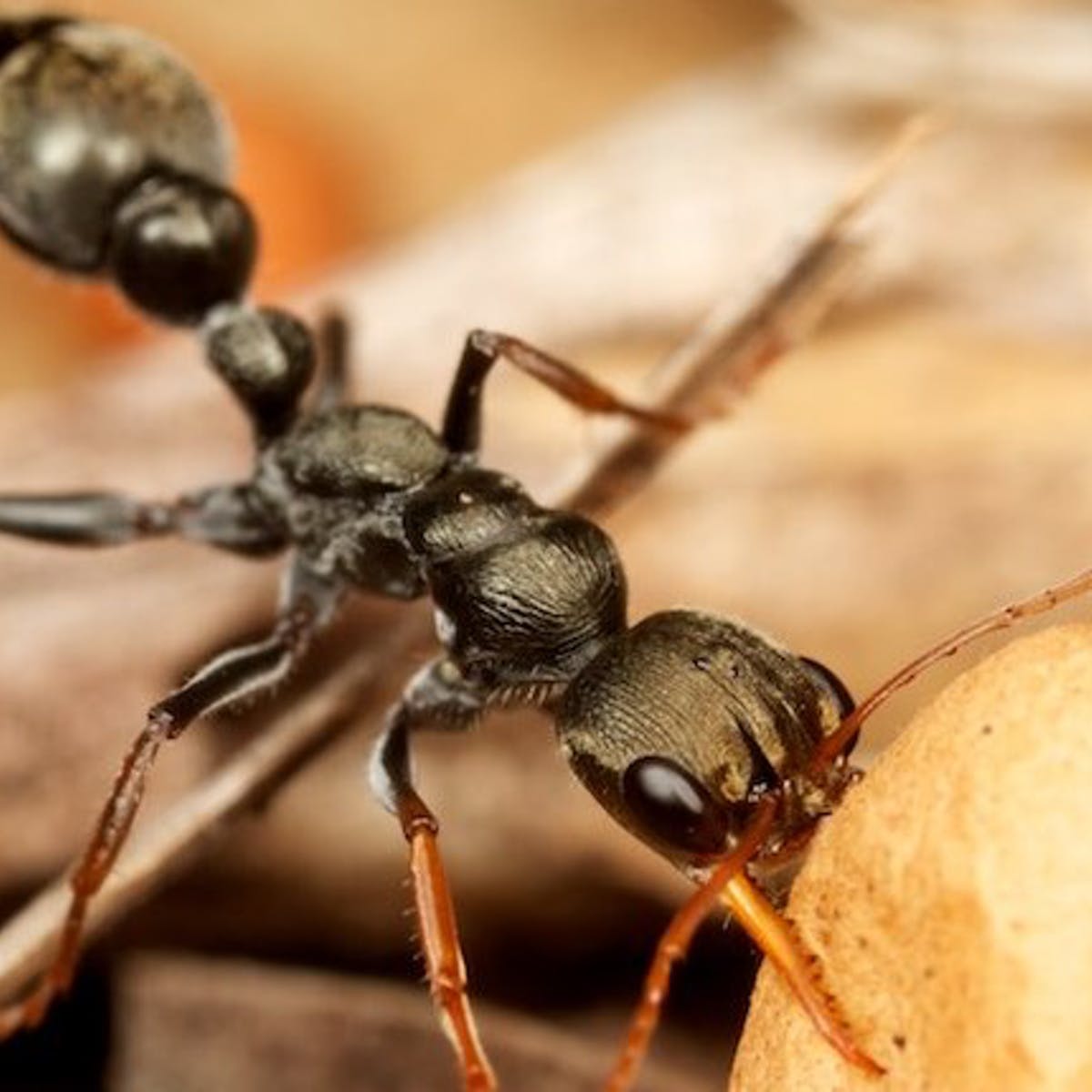 Detail Images Ants Nomer 53