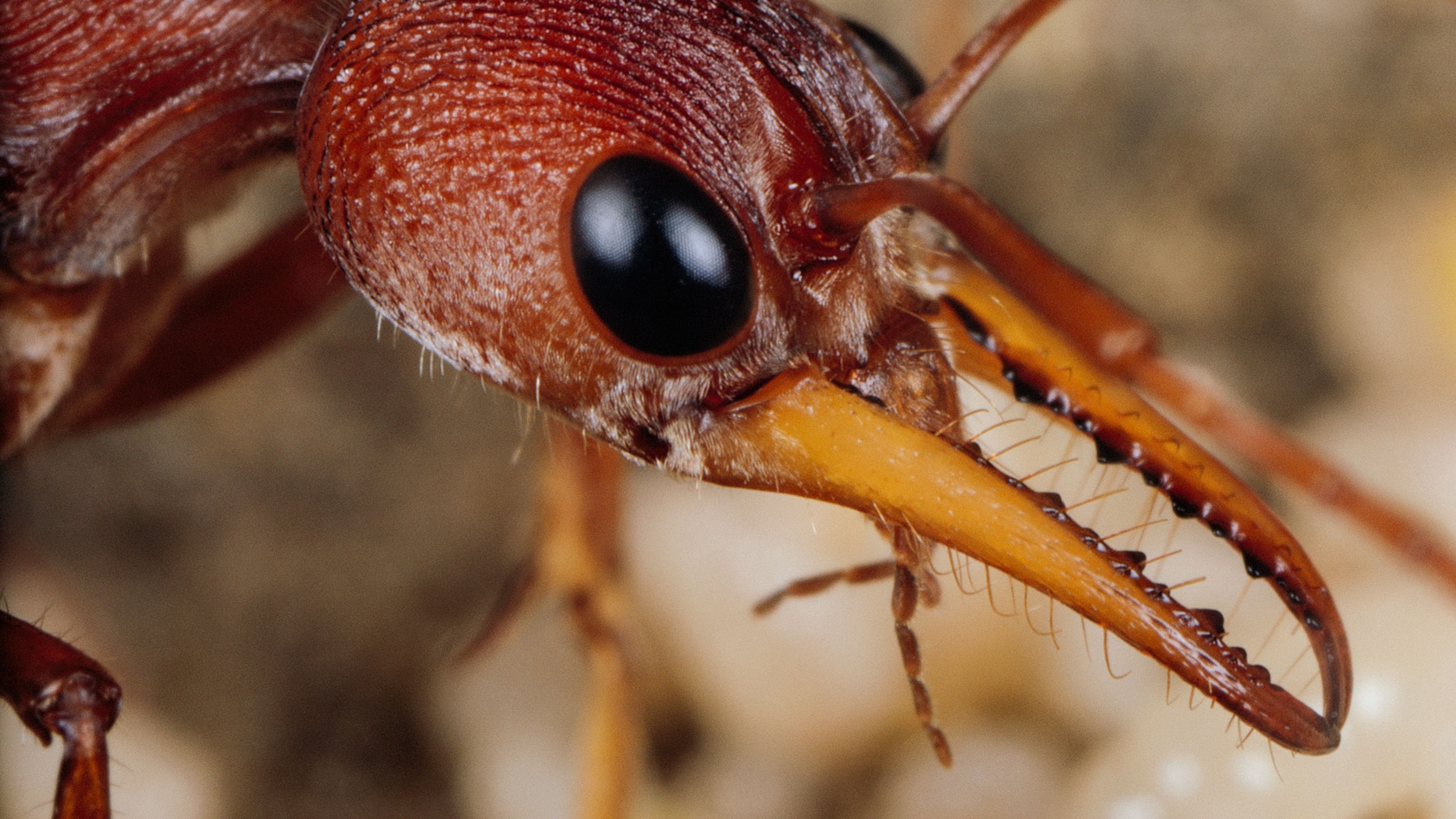 Detail Images Ants Nomer 54