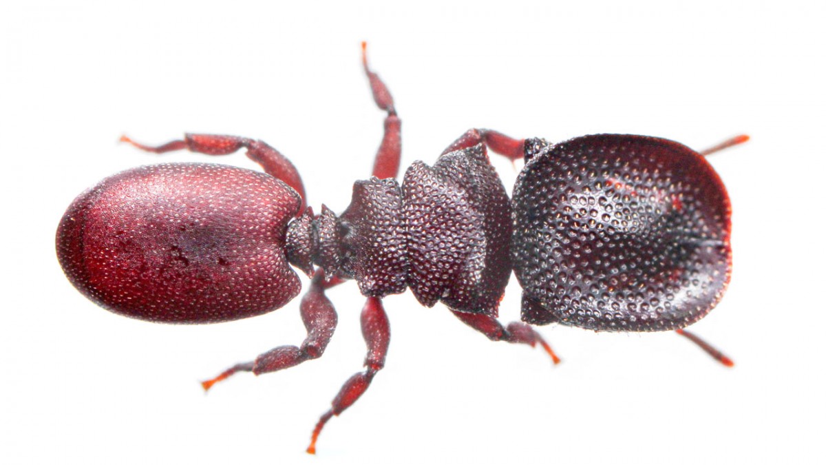 Detail Images Ants Nomer 55