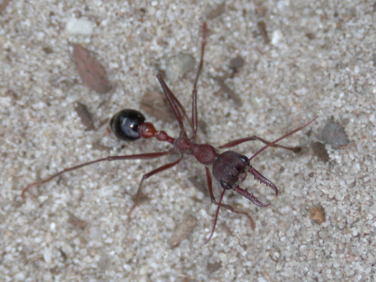 Detail Images Ants Nomer 56