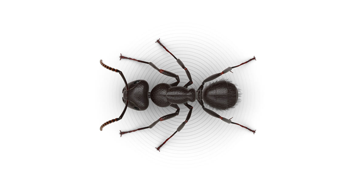 Detail Images Ants Nomer 57