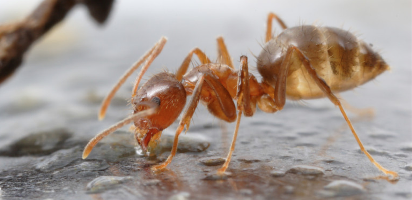 Detail Images Ants Nomer 58