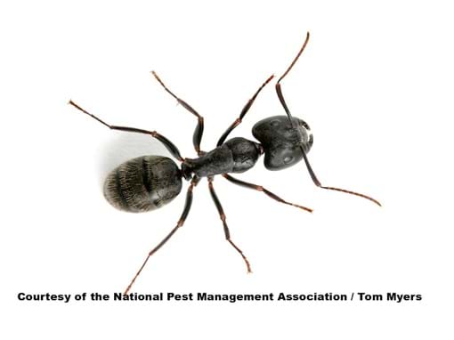 Detail Images Ants Nomer 7