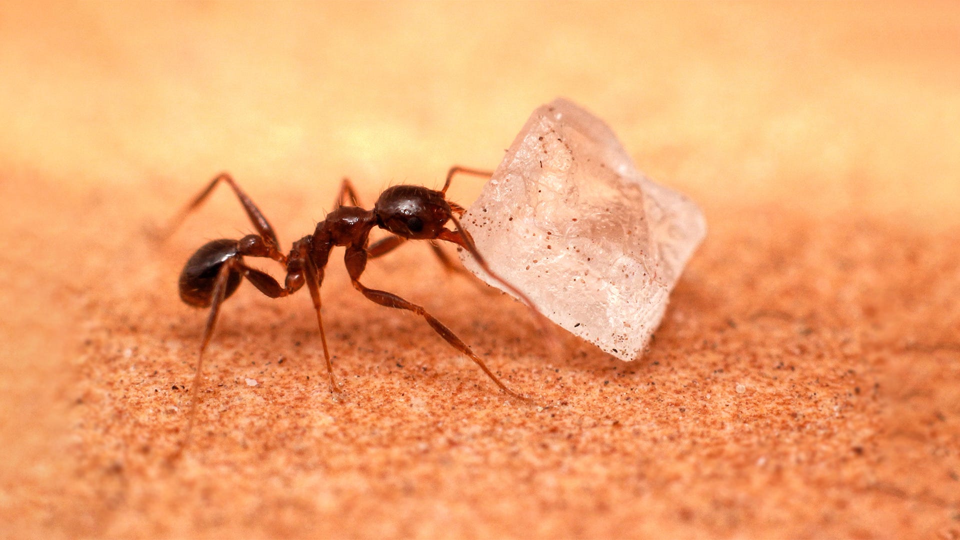 Detail Images Ants Nomer 9