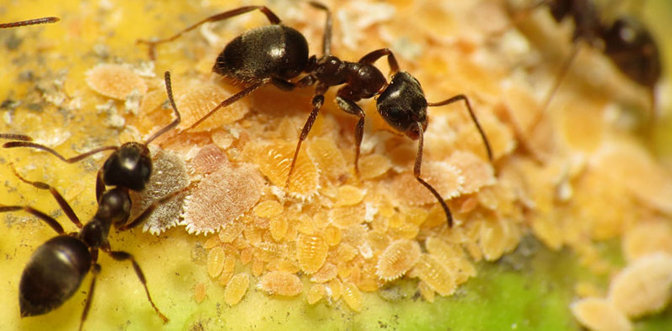 Detail Images Ants Nomer 10