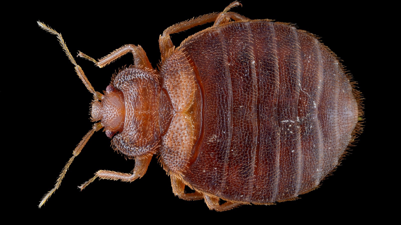 Detail Images Bed Bug Nomer 33