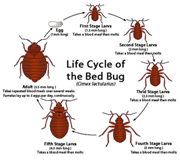 Detail Images Bed Bug Nomer 40