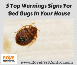 Detail Images Bed Bugs Nomer 50