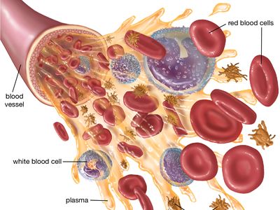 Detail Images Blood Nomer 12