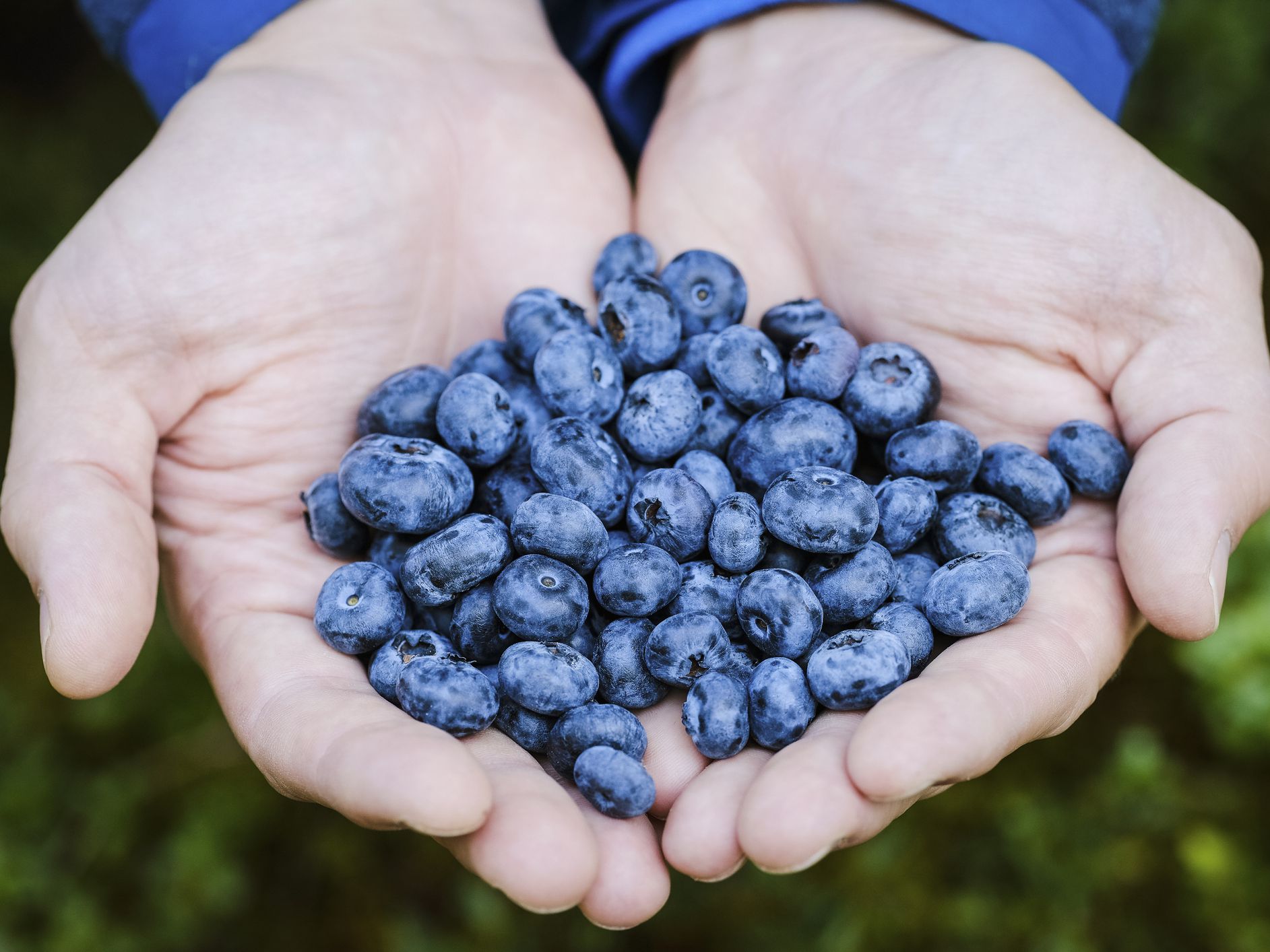 Detail Images Blueberries Nomer 31