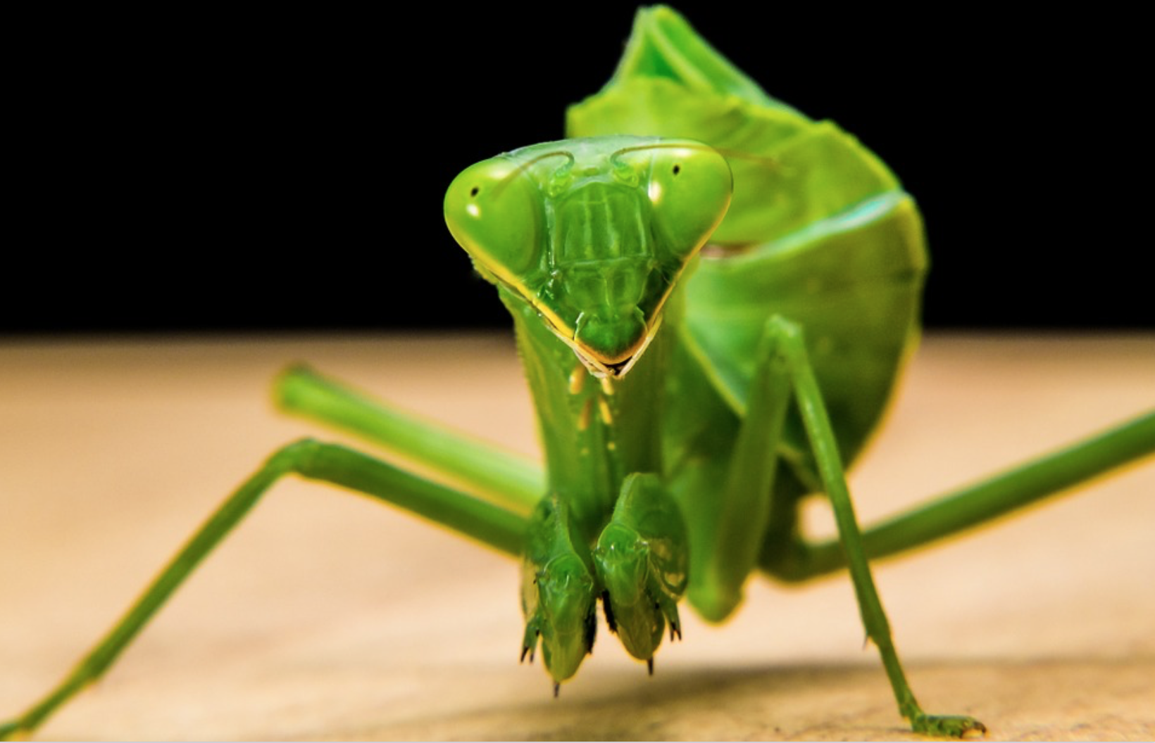 Detail Images Bugs Nomer 17