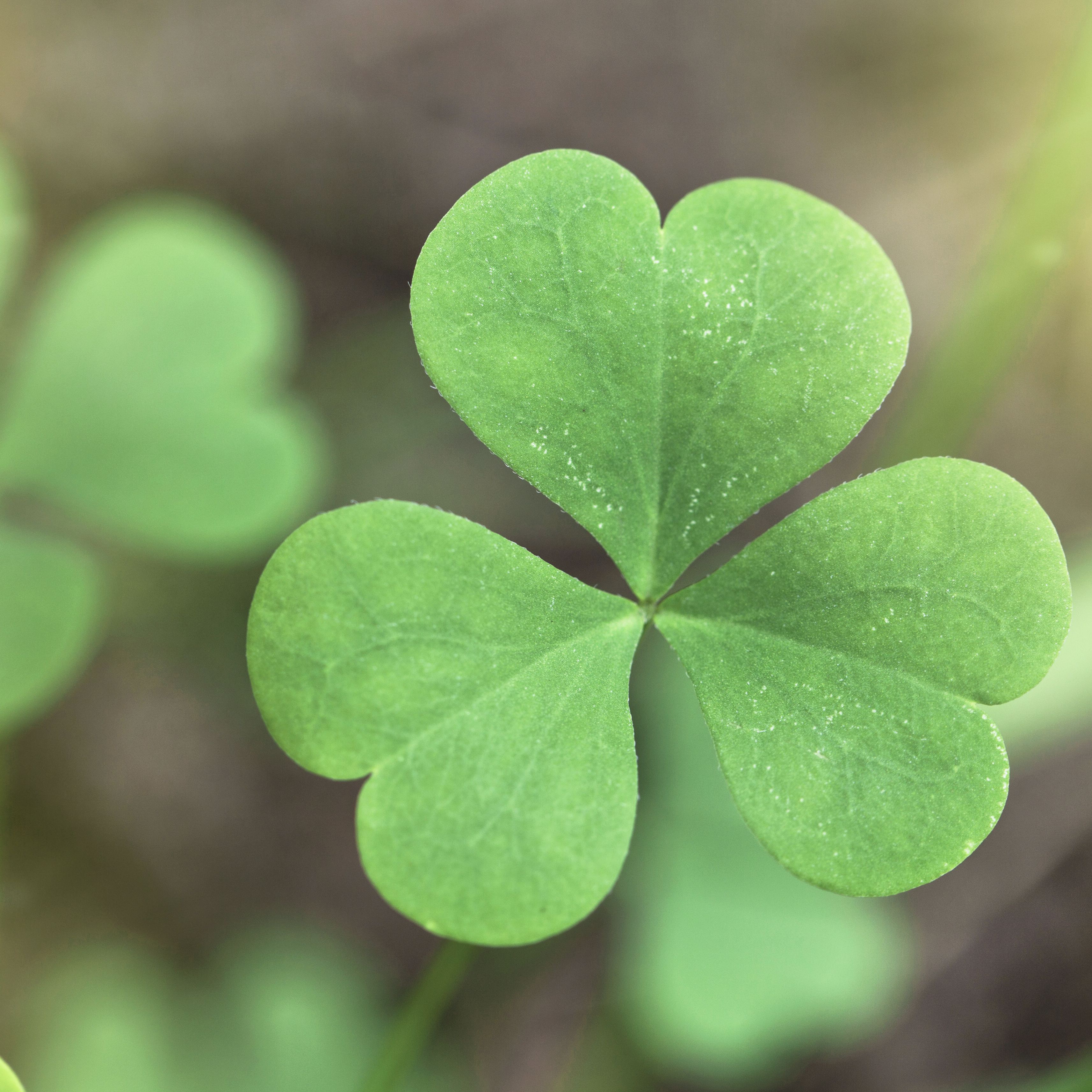 Images Clover - KibrisPDR