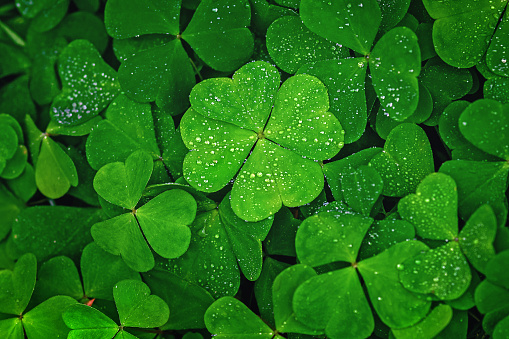 Detail Images Clover Nomer 2