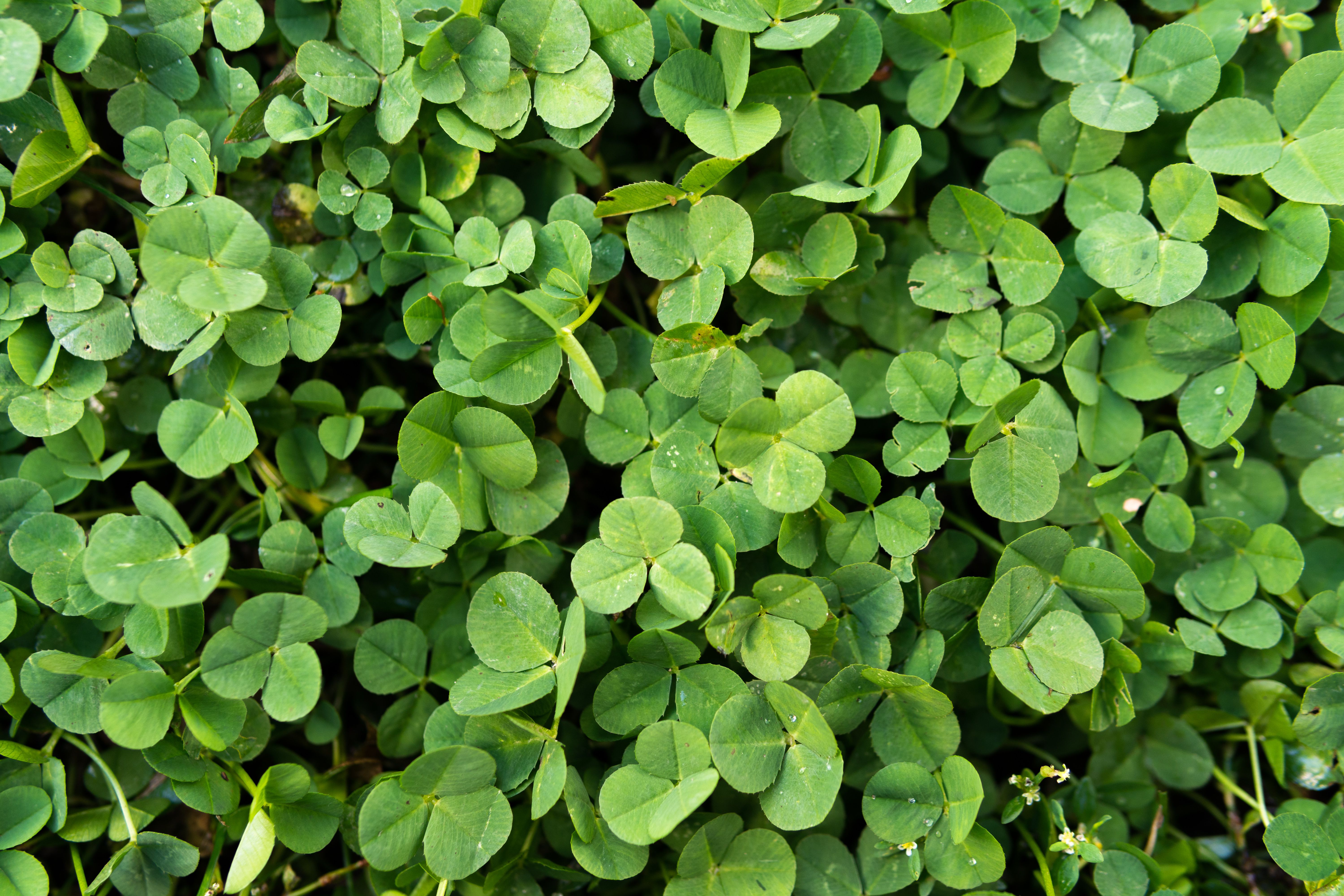 Detail Images Clover Nomer 25