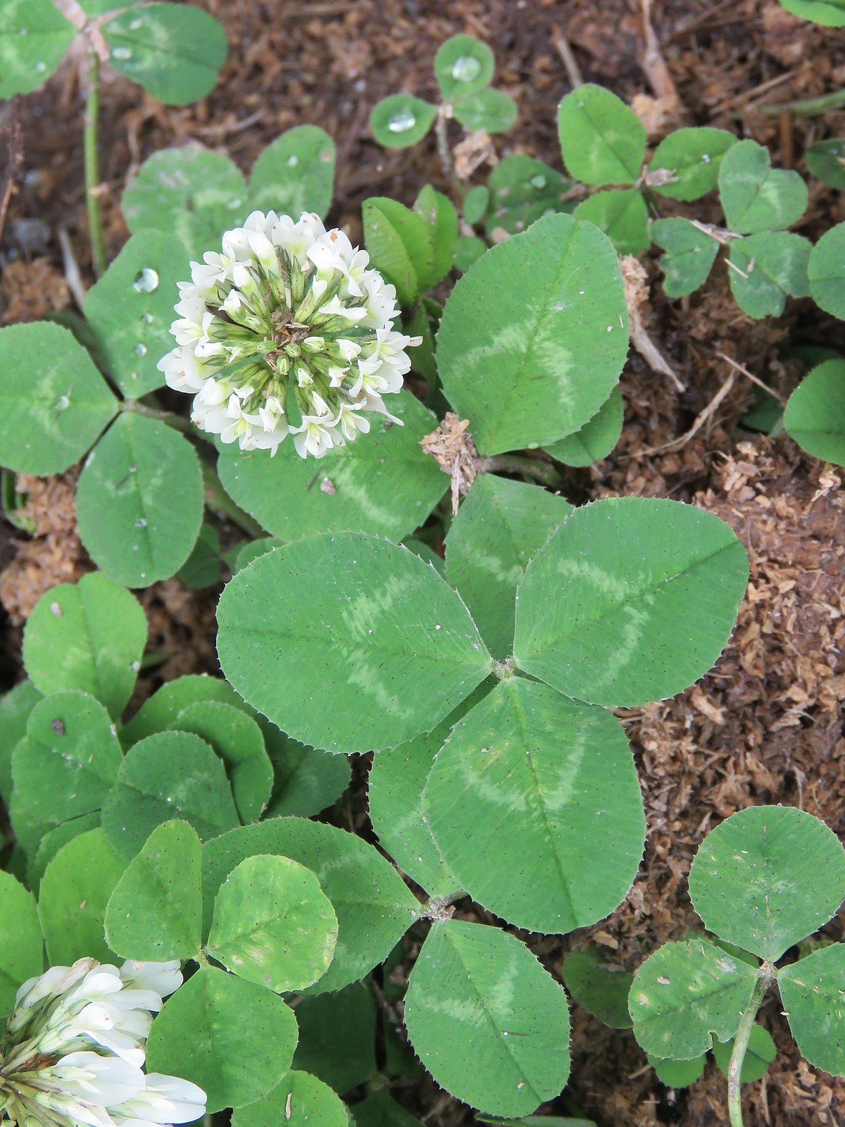 Detail Images Clover Nomer 37