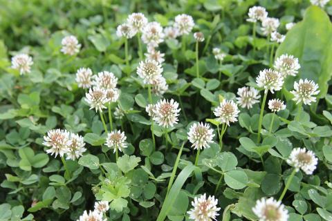 Detail Images Clover Nomer 39