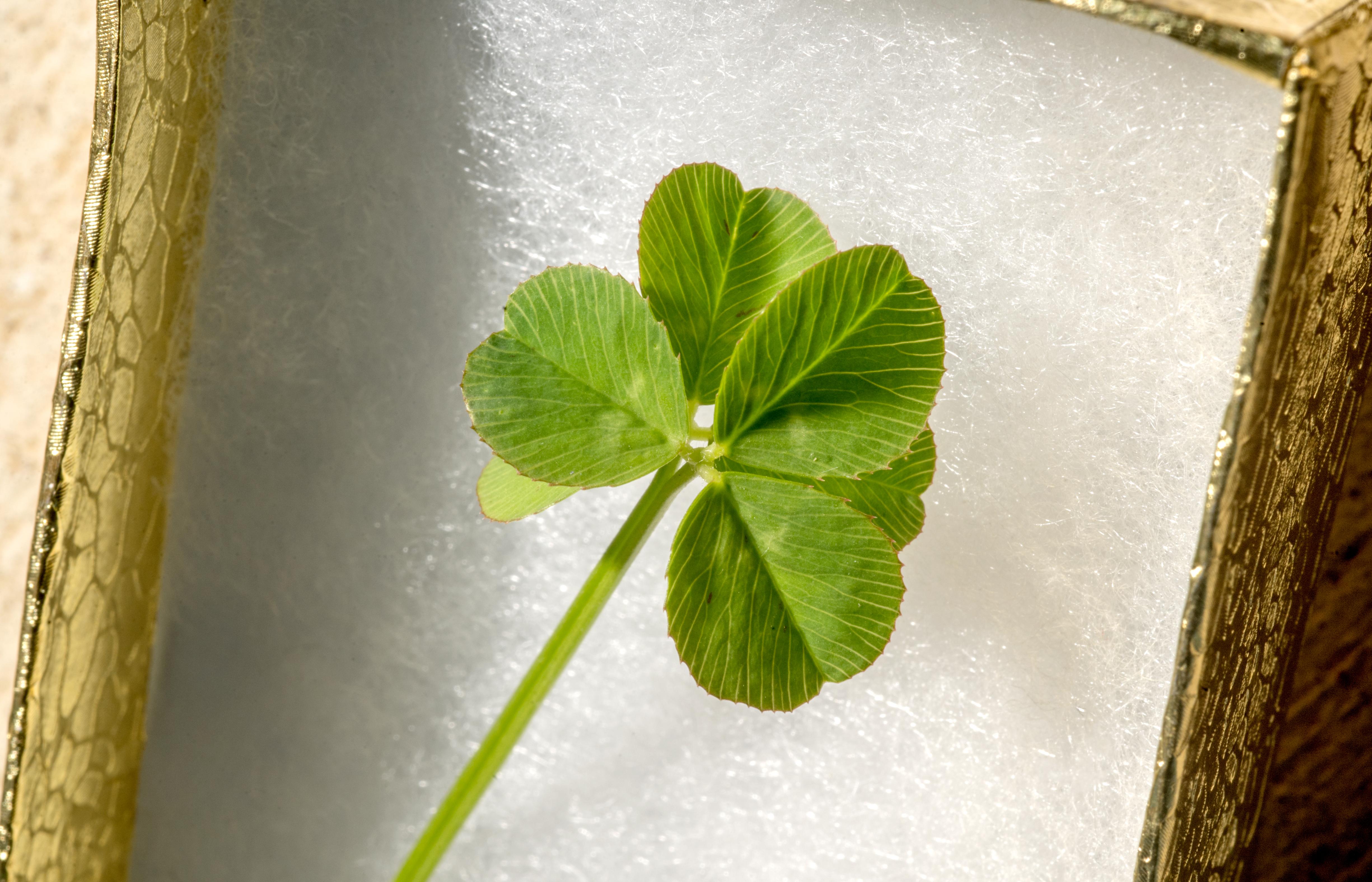 Detail Images Clover Nomer 47
