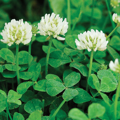 Detail Images Clover Nomer 55