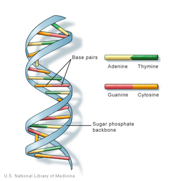 Images Dna - KibrisPDR