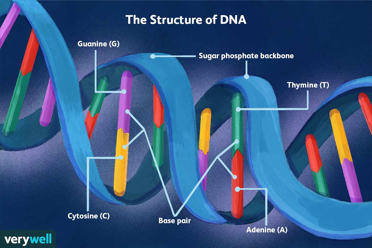 Detail Images Dna Nomer 11