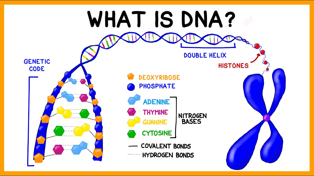 Detail Images Dna Nomer 24