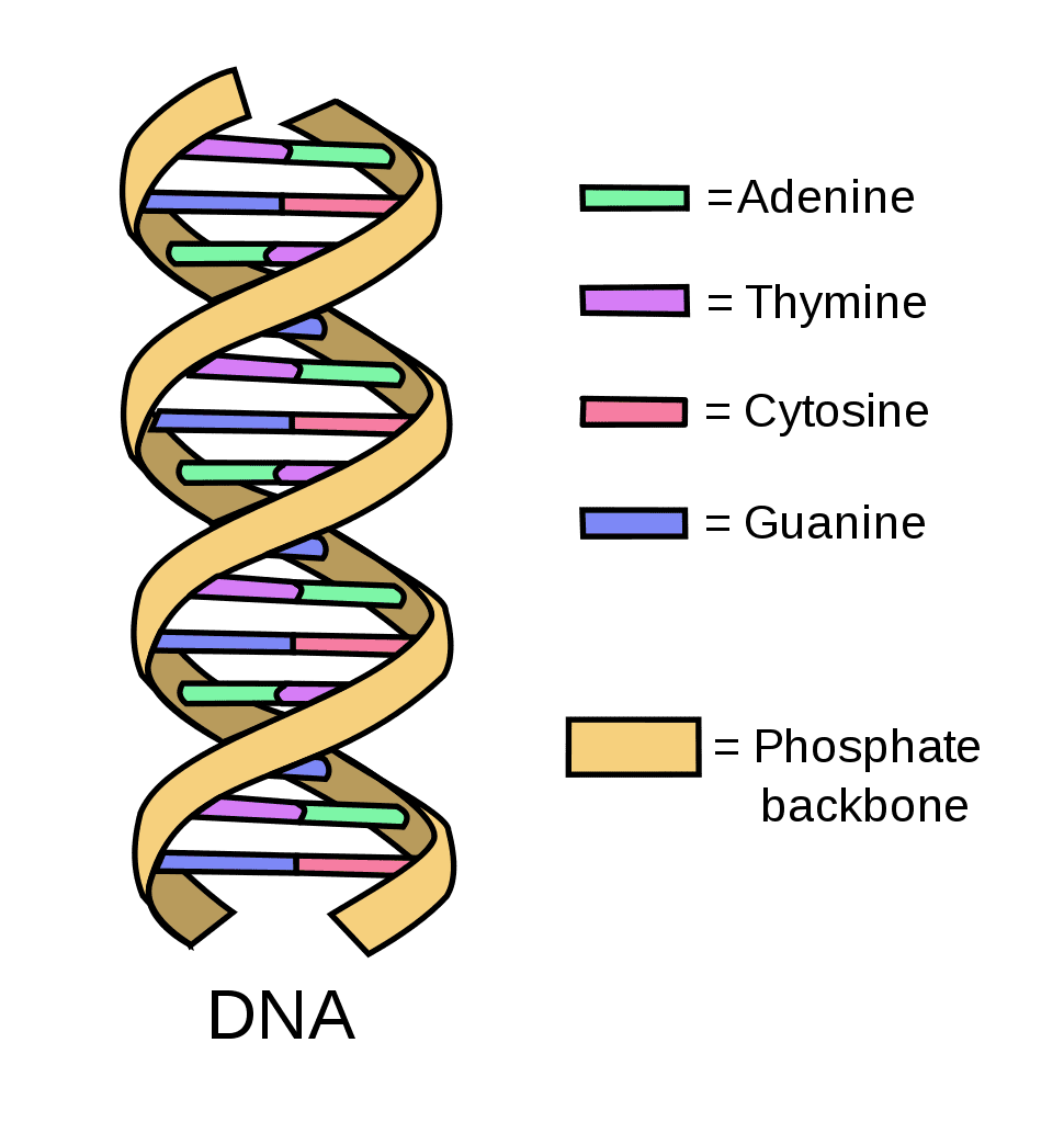 Detail Images Dna Nomer 4